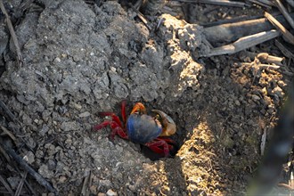 Harlequin crab (Cardisoma armatum), Manuel Antonio National Park, Puntarenas district, Costa Rica,