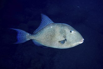 Thick-lipped fish with blue fins, Atlantic triggerfish (Balistes capriscus) (Balistes