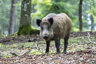 Wild boar (Sus scrofa), Vulkaneifel, Rhineland-Palatinate, Germany, Europe