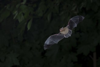 Common pipistrelle (Pipistrellus pipistrellus) hunting insects in front of deciduous forest,