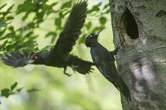 Black woodpecker (Dryocopus martius) during brood separation in front of the breeding cavity in a