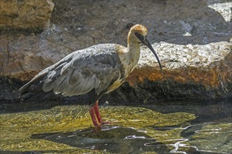 Black-faced ibis (Tantalus melanopis) foraging in shallow water, native to South America