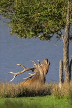 Rutting red deer (Cervus elaphus) stag with big antlers roaring under tree in grassland on lake