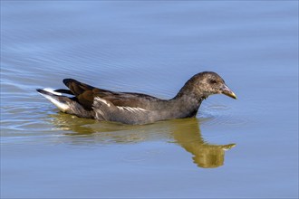 Eurasian common moorhen, waterhen (Gallinula chloropus) immature, juvenile swimming in pond in