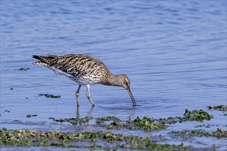 Eurasian curlew, common curlew (Numenius arquata) foraging in shallow water by probing soft mud for