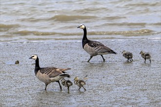 Barnacle goose (Branta leucopsis) couple with four goslings walking over beach along the North Sea