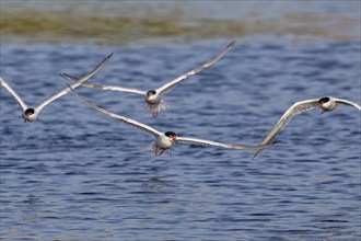 Four common terns (Sterna hirundo) in breeding plumage in flight, fishing in lake in summer