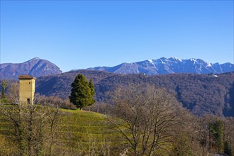 Vineyard in Collina d'oro with Mountain in Lugano, Ticino in Switzerland