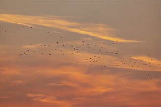 Aircraft approaching Zurich Airport. Sunset with flock of birds. Zurich, Switzerland, Europe