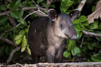 Baird's tapir (Tapirus bairdii), juvenile, in the rainforest, Corcovado National Park, Osa,