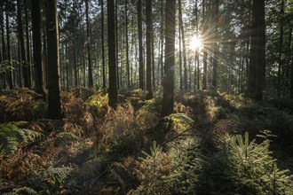 Bracken fern (Pteridium aquilinum) in spruce forest, Emsland, Lower Saxony, Germany, Europe