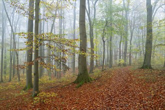 Near-natural deciduous forest in autumn with colourful leaves, copper beech (Fagus sylvatica), fog