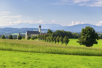 Pilgrimage church of St Marinus and Anian in Wilparting, cornfield, avenue, meadow, municipality of