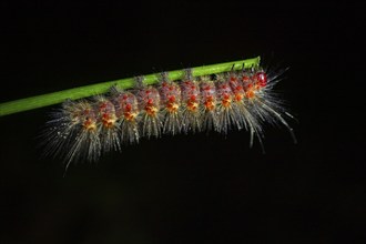 Hairy caterpillar on a stem, at night in the tropical rainforest, Refugio Nacional de Vida