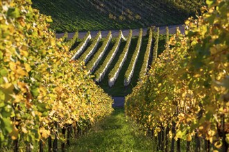 Vineyard in autumn with yellow and green vines under sunlight, Strümpfelbach, Rems Valley,