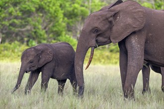 African forest elephants (Loxodonta cyclotis) in a clearing in Loango National Park, Parc National