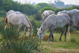 White Camargue horse herd grazing peacefully on a green pasture, Camargue, France, Europe