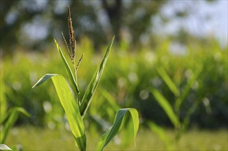 Corn Field in Sunny Day in Switzerland