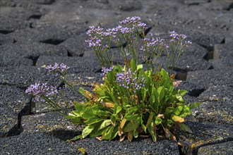 Common sea-lavender (Limonium vulgare) in flower on dyke, dike along the North Sea coast in summer,