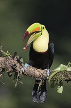 Fishing toucan (Ramphastos sulfuratus), Costa Rica, Central America