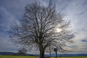 Leafless lime tree (Tilia) and Jesus cross backlit by the sun, Bühl, Upper Franconia, Bavaria,