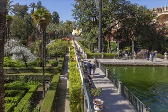 Jardines del Alcazar, gardens with palm trees in the Alcazar, Royal Palace of Seville, Seville,