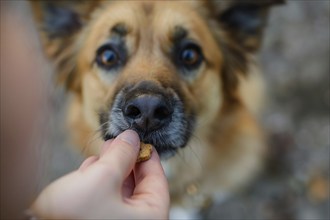 Close up of human giving dog treat to dog. KI generiert, generiert, AI generated