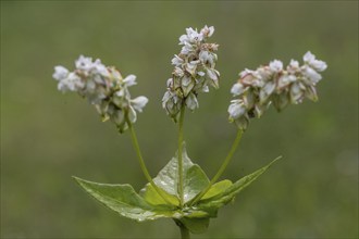 Buckwheat (Fagopyrum esculentum), Emsland, Lower Saxony, Germany, Europe