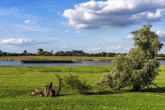 Rhine meadows near Duisburg-Baerl, on the other side of the Rhine the Thyssenkrupp Steel steelworks