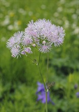 Greater meadow-rue (Thalictrum aquilegiifolium), North Rhine-Westphalia, Germany, Europe