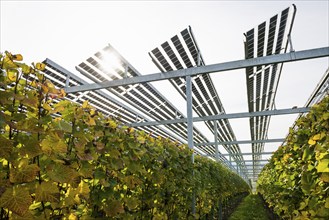 Solar plant in the vineyard, solar cells, solar modules, solar power plant, photovoltaic plant,