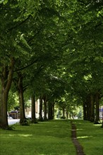 Europe, Germany, Hanseatic City of Hamburg, Altona district, Palmaille, footpath between the trees,