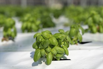 Agriculture, herb nursery, basil seedlings, growing in a greenhouse