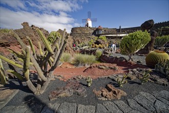 Cactus garden, Jardin de Cactus, designed by the artist César Manrique, behind the restored gofio