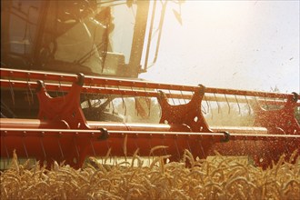 Harvesting grain with a combine harvester in a field near Ludwigshafen