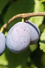 Ripe plums on the tree