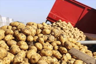 Farmer Hartmut Magin from Mutterstadt harvesting early potatoes in the Palatinate (Mutterstadt,