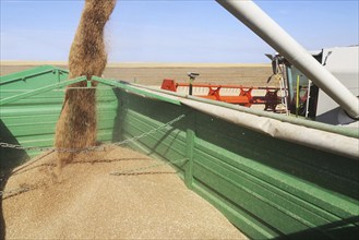 Grain harvest with combine harvester, the grain is unloaded