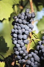 Close-up of blue grapes on vines in the Palatinate