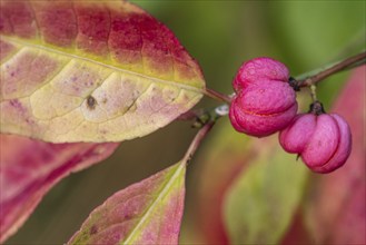 European spindle bush (Euonymus europaeus), Emsland, Lower Saxony, Germany, Europe