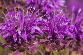 Flower impression, Indian nettle, wild bergamot (Monarda fistulosa)