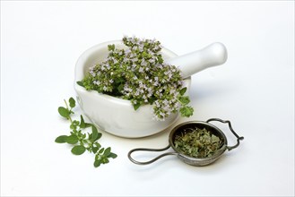 Flowering oregano in a grating bowl and dried oregano in a tea strainer, Origanum vulgare