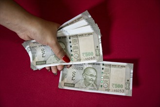 A person counts Indian 500 rupee currency bank note on a red background