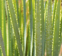 Smooth sotol or Desert Candle (Dasylirion leiophyllum), close-up of leaves with sharp edges and