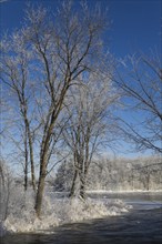 Deciduous trees covered with frost, ice and snow on the edge of the Mille Iles River in winter,