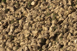 Sugar beet (Beta vulgaris) farm crop harvested roots in a pile or clamp, England, United Kingdom,