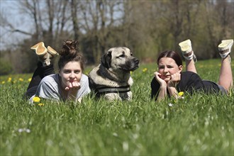 Kangal, Anatolian guard dog, lying with two girls in a dandelion (Taraxacum) Allgäu, Bavaria,