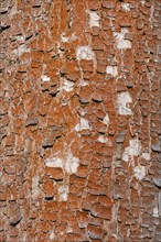 Tree with red bark, bark, green algae (Trentepohlia aurea), Thuringia, Germany, Europe