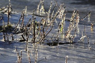 Winter, icy plants, Dresden, Saxony, Germany, Europe