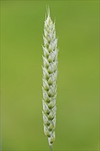 Wheat or common wheat (Triticum aestivum, Triticum vulgare), North Rhine-Westphalia, Germany,